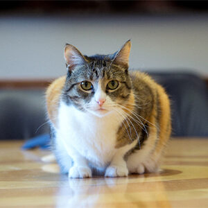 a cat staring forward intensely